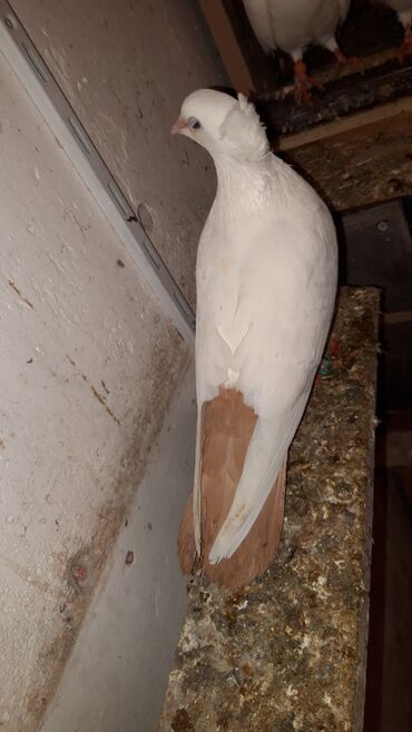 Göyərçinlər: Abrez bawi kekili hazir cutler ve keven quwlarda var cutu 30m.barterde — 6