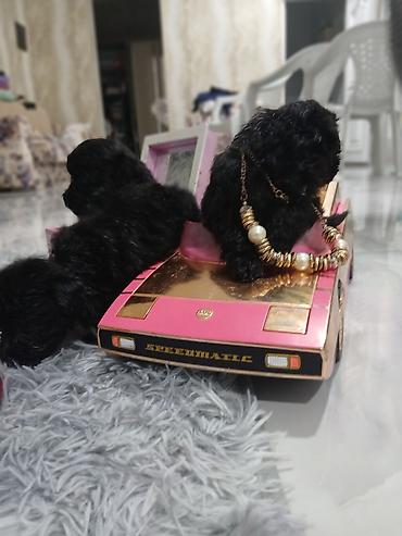 İtlər: Pudel, 2 ay, Dişi, Sənədli, Pulsuz çatdırılma — 9