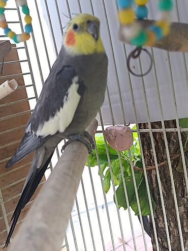Nimfa (cockatiel) tutuquşu – boz bədən, ağ qanad ləkələri, sarı baş və lalafo.az -da Nimfa (cockatiel) tutuquşu – boz bədən, ağ qanad ləkələri, sarı baş və