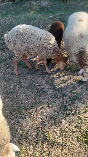 Qoyunlar, qoçlar: Salam 4 5 bala doğmuş qoyunlardi 6 denedi 1 denede 8 aylig guzu var — 8