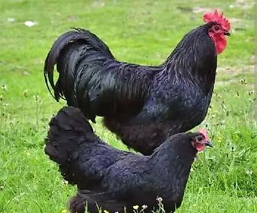 yerli toyuqlar: Toyuq, Australorp, Yumurtalıq, Ünvandan götürmə — 1