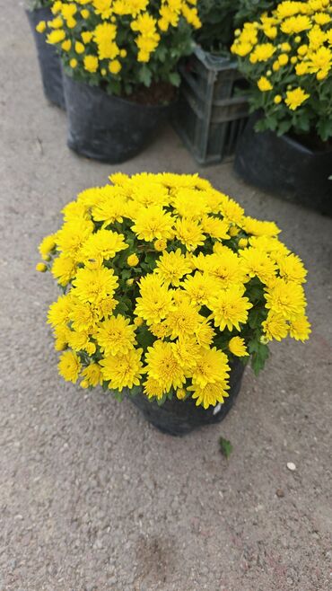 Çöl bitkiləri: 1.50 aznden başlayan qiymətlərlə Xrizantema (Chrysanthemum) bəzək — 14