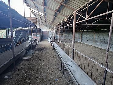 фермер: Farm КРС, 10 соток, Действующий, Частично с оборудованием, Электричество — 3
