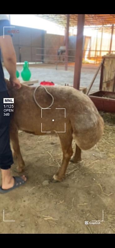 Услуги ветеринара: 🐄 VetProKg ✔️ Тажрыйбалуу адис ✔️ Чакыруу менен чыгуу ✔️ at lalafo.kg — 2 Услуги ветеринара: 🐄 VetProKg ✔️ Тажрыйбалуу адис ✔️ Чакыруу менен чыгуу ✔️ — 2