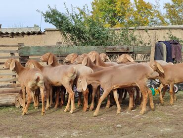 продажа поросят дюрок: Продаю | Ягненок | Арашан | Для разведения | Ярка