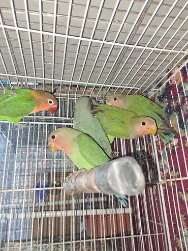 Tutuquşları: Hazir cut bala vermis quslardi qefessiz sekilde balalarida var ama — 10