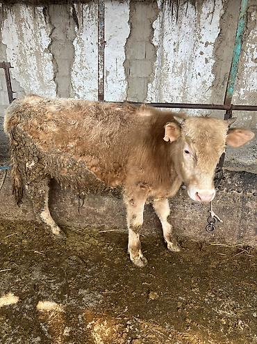 Коровы, быки: Продаю | Бык (самец) | Для разведения — 9