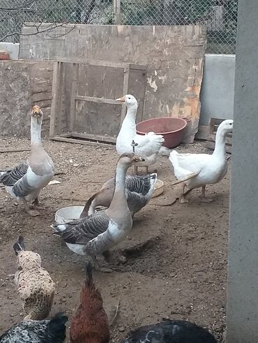 İtlər: Qazlar.linda qazları