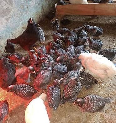 ev heyvanlarının satışı: Xarkov beçeleri her yaşda var teze çıxmış 2 manat geri qalanları — 2