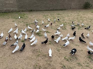 goyerçin yuvasi: Salam Aleykum . Allah hamının malına xeyir versin inşAllah . Quşlar — 7