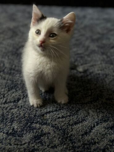 шатланская кошка: Отдадим котят в добрые хорошие рукикошки привиты к лотку приучины