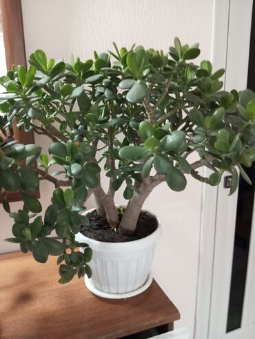 комнатные цветы семена: Толстянка (Crassula ovata), «денежное дерево» в горшке. - Крупные