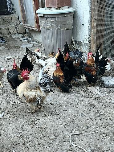 balali qoyun satilir: Toyuq, Damazlıq — 1