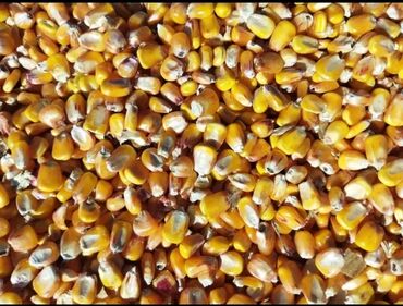 перекись водорода цена бишкек: Кукуруза отличного качества
в наличие 20 тон 
Находится в Канте