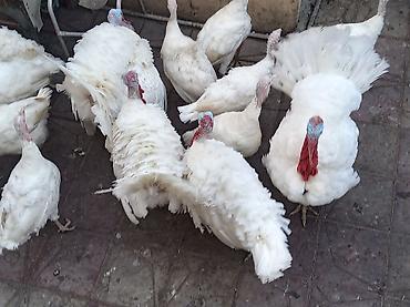 yumurta hinduşka: Erkək, Kanada, Damazlıq — 5