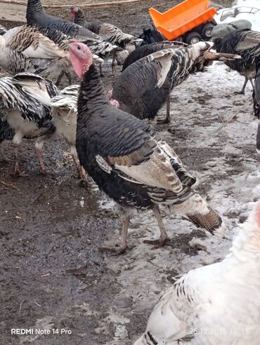 Индюки: Продаю | Индюк (самец) | Полукровка | На забой | Племенные — 5