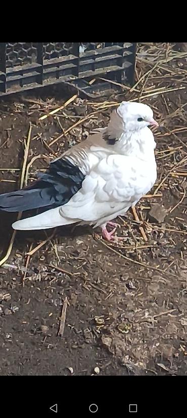 Göyərçinlər: Məhsul:Salam damazlıq sağlam bala verən quslarimdir, erkey oynaq göy — 8