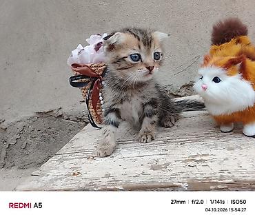 Продажа кошек: Котята — домашние любимцы - Породы: домашние короткошёрстные. Окрас — 7