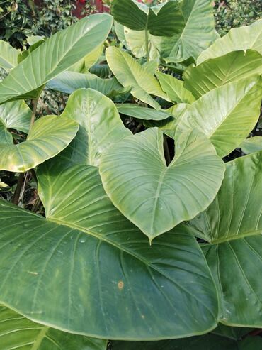 Otaq bitkiləri: Otaq bitkiləri – Fikus elastika kolleksiyası və digər dekorativ növlər — 7