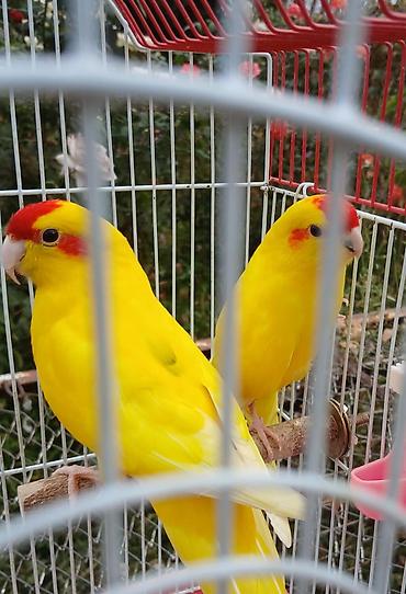Продается попугаи Какарики (кākāriki) —2 шт, насыщенный жёлтый окрас