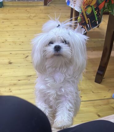 İtlər: 1 ay, Erkek, Peyvəndli — 20