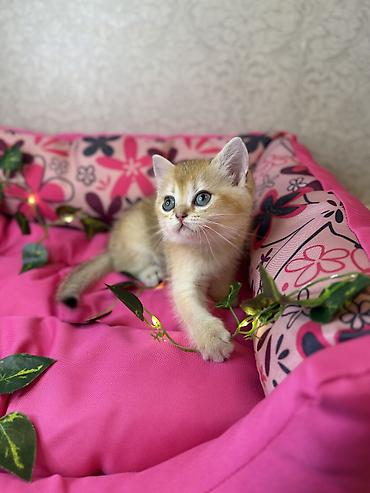сколько стоит передержка кота: Золотая шиншилла, Самка, Самовывоз, Платная доставка, Доставка в районы — 2