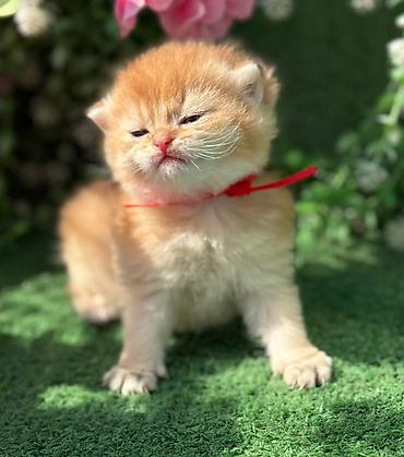 Pişiklər: Britan — 6