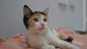 Кошка даром: Беспородная, 2 месяца, Девочка, Проглистована at lalafo.kg Кошка даром: Беспородная, 2 месяца, Девочка, Проглистована