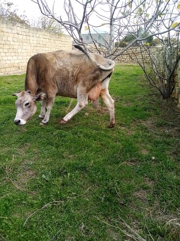 Inəklər, öküzlər: Salam südverən İNƏK. 6.7 LİTİR SÜD VERİR YAĞLI SÜDÜ VAR DİŞlİ CAVAN -da lalafo.az — 6 Inəklər, öküzlər: Salam südverən İNƏK. 6.7 LİTİR SÜD VERİR YAĞLI SÜDÜ VAR DİŞlİ CAVAN — 6