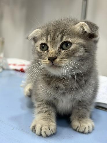 taxta yuva: Şotland yastı qulaq — 8
