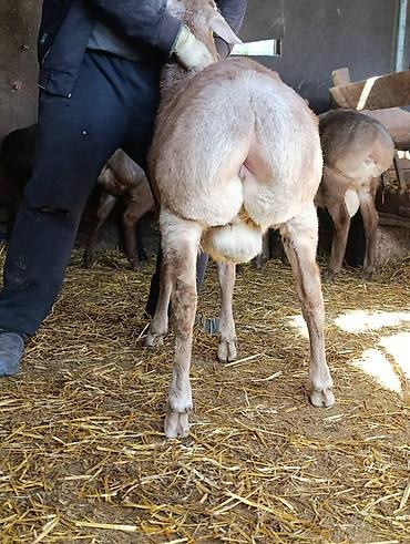 Баран, овца: Продаю | Баран (самец) | Для разведения | Племенные — 7