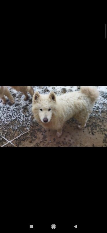 İtlər: Samoyed, 9 ay, Dişi, Peyvəndli, Ünvandan götürmə, Pulsuz çatdırılma, Ödənişli çatdırılma