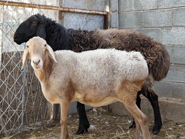племенные коровы молочные купить: Продаю | Овца (самка) | Полукровка | На забой | Племенные