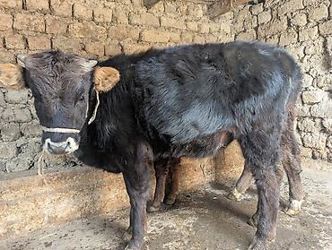 Коровы, быки: Продаю | Бык (самец) | На откорм | Привязанные — 9