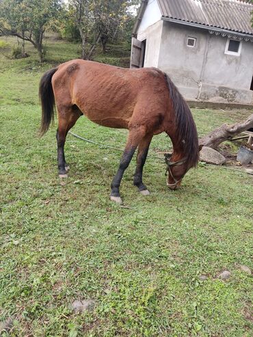 ag at satilir: Yük araba atı 10 il sakit at 🐎