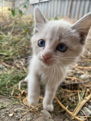 Продажа кошек: Сиамская, 2 месяца, Мальчик, Приучена к лотку — 5