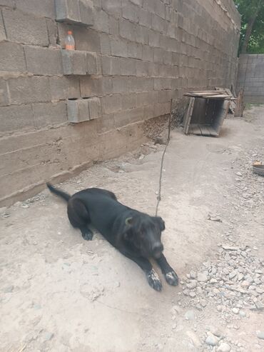 мексиканская собака: Иттер