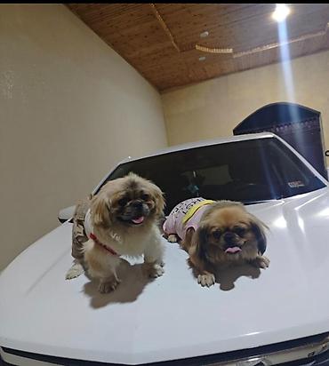 İtlər: Pekines, 1 il, Erkek — 7
