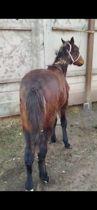 турбо ишак купить: Сатам | Тай | Көбөйтүү үчүн | Асыл тукумдуу