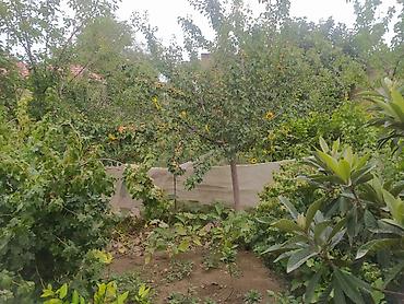 usda aleti: Məhsul: Meyvə və tərəvəzli fərdi bağ sahəsi Təsvir: - Yaşıl və sərin — 4