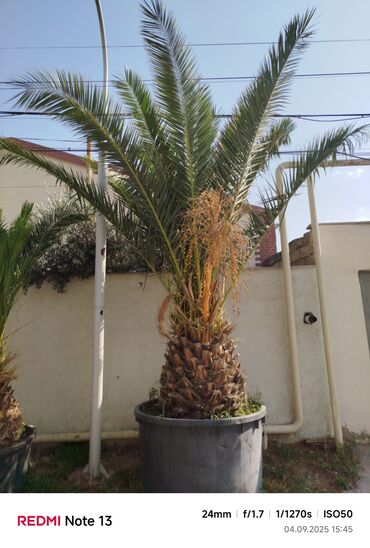 Digər bitkilər: Xurma xurması (Phoenix canariensis) – iri şənlikli palma ağacları -