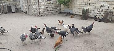Hinduşkalar: Erkək, Damazlıq — 6