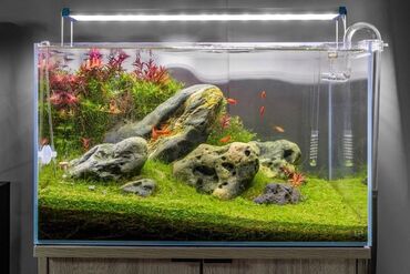 Akvariumlar: Dördbucaq akvarium, Boş, 9999 l, Ünvandan götürmə, Ödənişli çatdırılma
