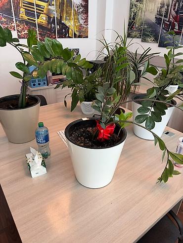 замиокулькас черный: Замиокулькас (Zamioculcas zamiifolia) в горшке. - Крупное — 7