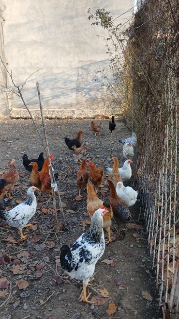 Toyuqlar: Toyuqlar və xoruzlar satılır. Şəkillərdə iri və orta çəkili toyuq və — 6