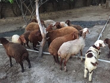 qurbanlıq qoyun: Erkək, Qala, il: 1, 60 kq, Damazlıq, Ünvandan götürmə