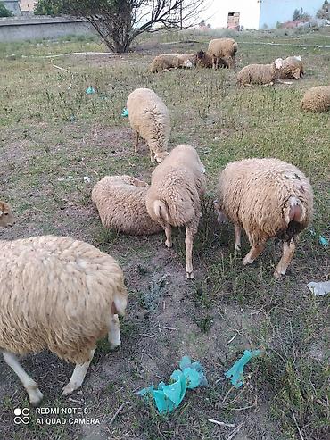 Mal-qara: Erkək, il: 1, Ünvandan götürmə — 3