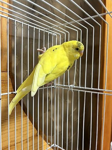 quş papuqay: Erkek Sarı dalmatian naxışlı dalğalı tutuquşu (budgerigar) - Növ — 2