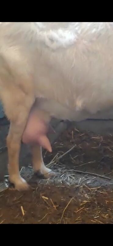 купить породистую собаку: 45000 энеси эки баласи бар бир жилдик балдари учо тен богоз желин чон