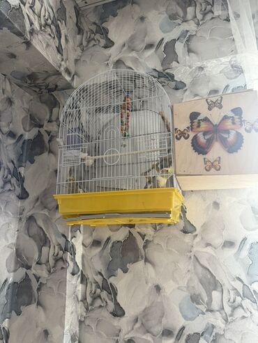 Akvariumlar: Nimfa (Cockatiel) cütü və qəfəs dəsti - Növ: Nimfa (cockatiel)